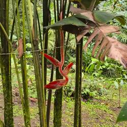 Überall Blumen, Pflanzen