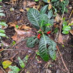 Eine die aussieht wie die Spruchpalme, aber zum Kaffee gehört