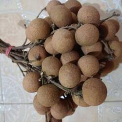 Longan, ähnl. Litchi