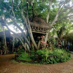 Hotel tree house