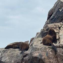 "Südamerikanische Seebären" oder "Mähnenrobben"
