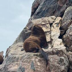 "Südamerikanische Seebären" oder "Mähnenrobben"
