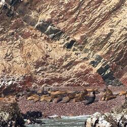 "Südamerikanische Seebären" oder "Mähnenrobben"