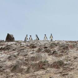 Humboldt-Pinguine