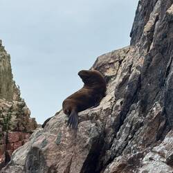 "Südamerikanische Seebären" oder "Mähnenrobben"