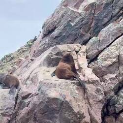 "Südamerikanische Seebären" oder "Mähnenrobben"