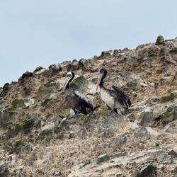 Chilepelikan & Braunpelikan