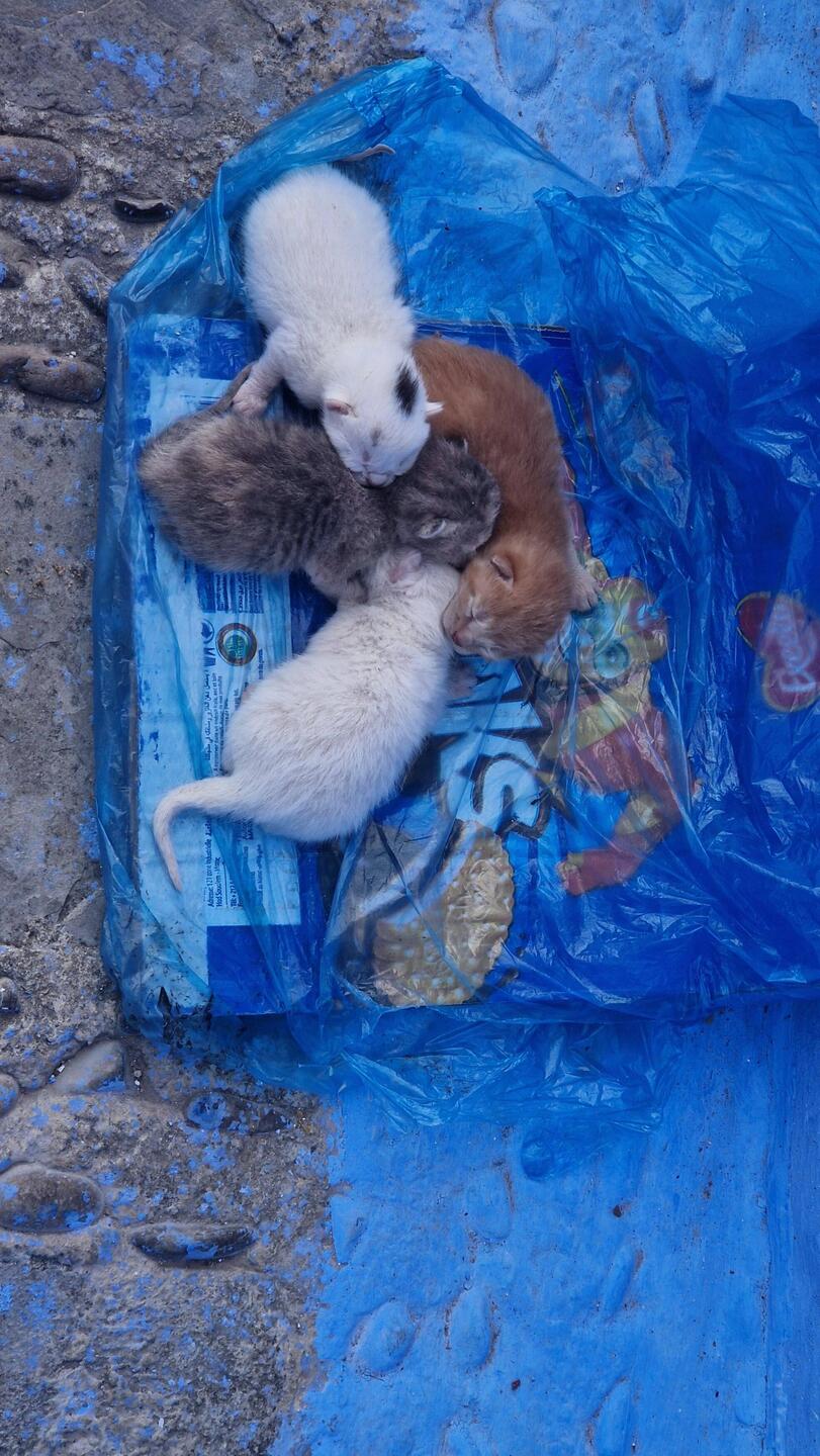 3 oder 4 Neugeborene lagen auf der Straße