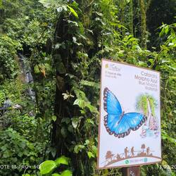 Den haben wir gesehen!!! Handflächen groß, also meine aber zu schnell für ein Bild