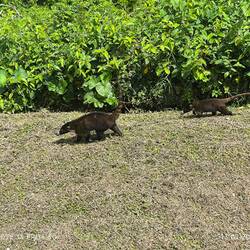 Ich glaube Opossum, reiche ich nach