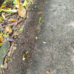 Blattschneiderameisen