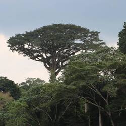 Der Wald ist Klischee-Regenwald