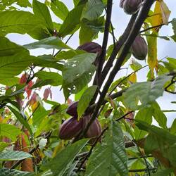 Kakao Bohnen in freier Wildbahn