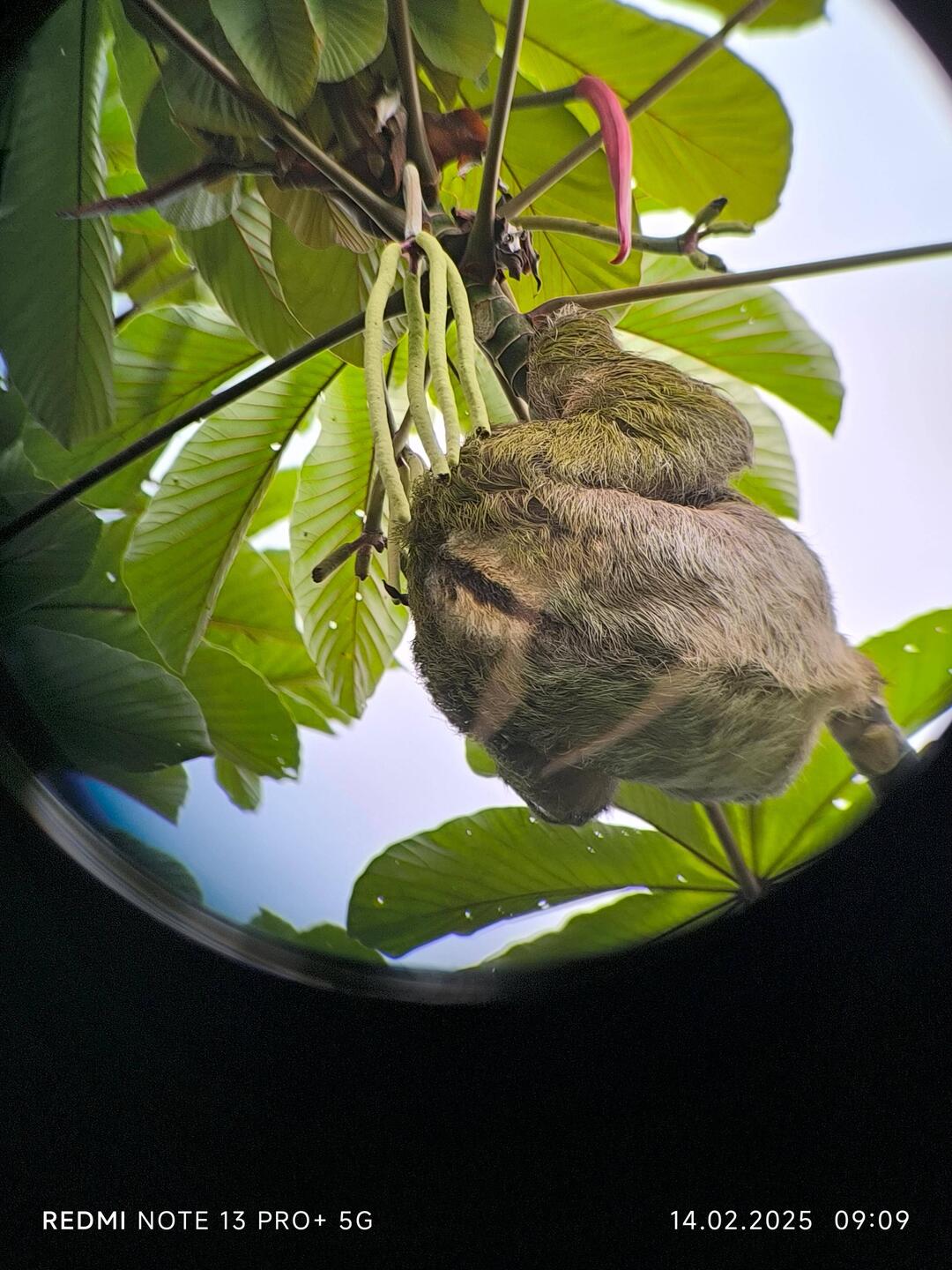 Das ist mit dem Glas des Gide gemacht