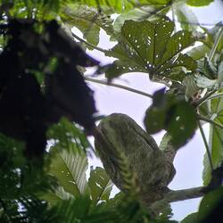 Das liegt ganz oben, faul auf dem Ast..