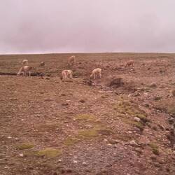 "Alpakas" oder "Lamas"