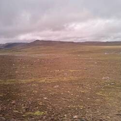 "Alpakas" oder "Lamas"