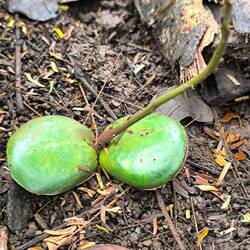 Und der ist schon größer