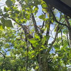 Die, es waren vier oder fünf, lagen, als wir nach Hause kamen in den Bäumen als Überraschungsbesuch!