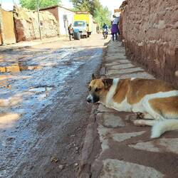 This stray dog wasn't moving for anyone once he'd found a nice dry spot.