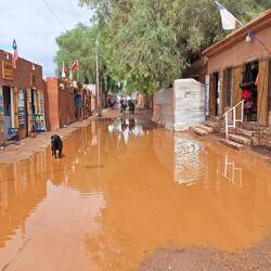 The water seemed to be a bit of a novelty for some of the stray dogs.