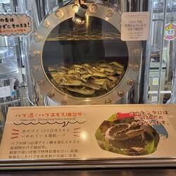 Habu Schlange im Extraktor