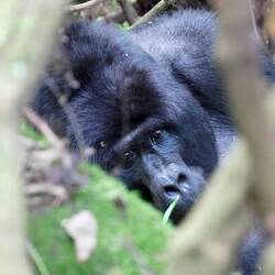 Der Silberrücken hat alles im Blick