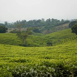 Riesige Teeplantagen 🌿