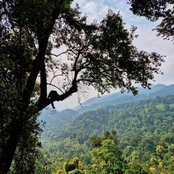 Mitten im Bwindi-Regenwald