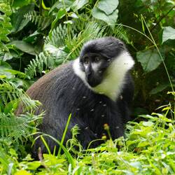 Östliche Vollbartmeerkatze