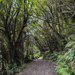 Das Ende ging durch den Wald