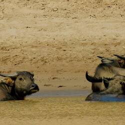 Yeah. - unsere ersten Wasserbüffel