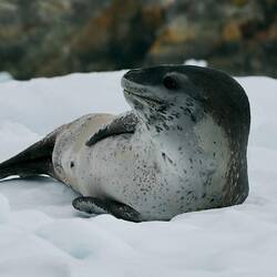 Evil looking leopard seals