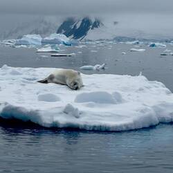Crabeater seal (Krabbe is German for krill so became Crab in english - they don't eat crabs!)