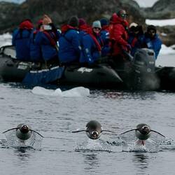 Flying penguin squad