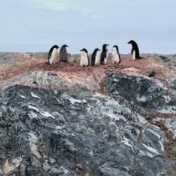 The red colour is from the krill they eat.