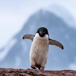 Cute Adelie chick (C Jamie)