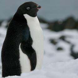 Adelie penguin