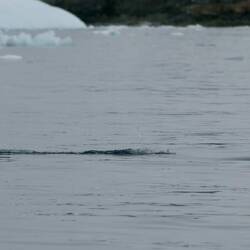 Penguins move exceptionally fast porpoising