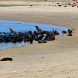 Seal (Sea Lion?) colony. Note dead youngster in the foreground.