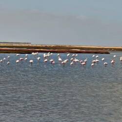 Greater flamingos. Not a great photo; they were more impressive in person.