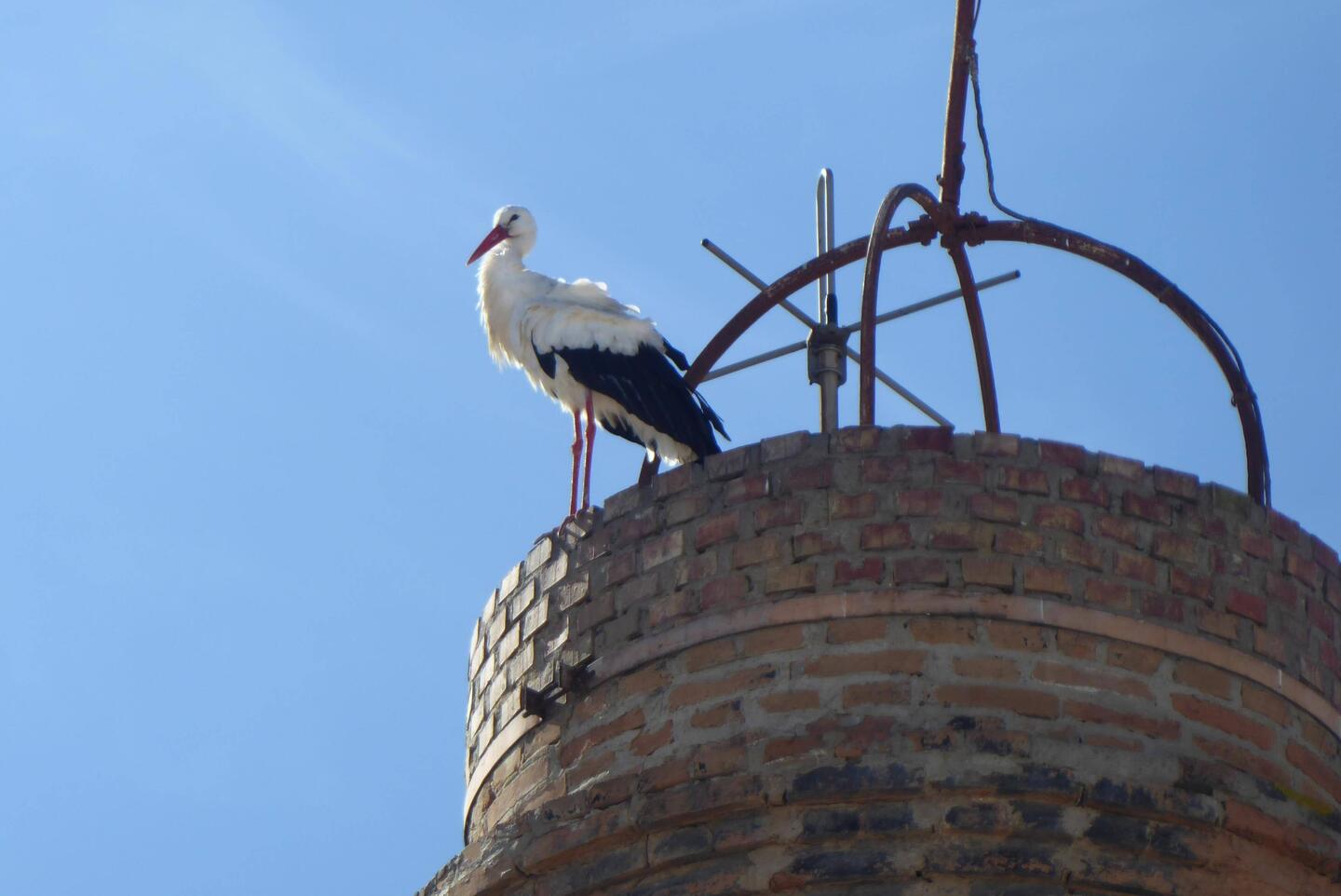 Our friendly stork
