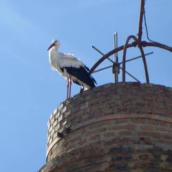 Our friendly stork