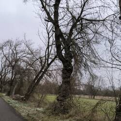 Saaleradweg