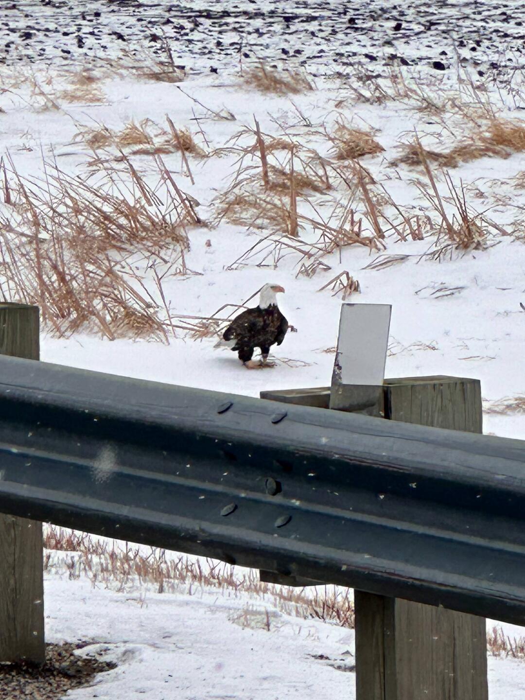 Armando wins, he spotted the bald eagle and watched it fly, or the eagle was watching him!