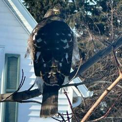 Mateo & I spotted hawk outside of our house. We thought it was getting ready to fly off, he pooped!🫢