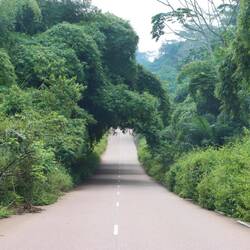 Die Straße wird vom Wald stellenweise fast verschluckt