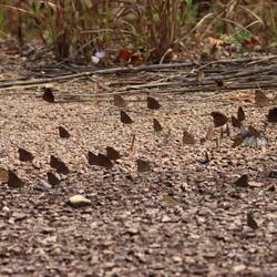 Am Straßenrand sitzen Hunderttausende Schmetterlinge