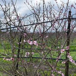 ein Hauch von Frühling nur. Für die Apfelblüte bin ich zu früh dran