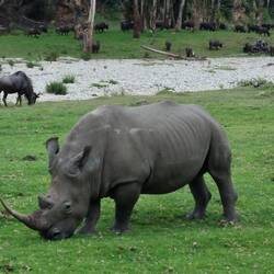 Witte neushoorn